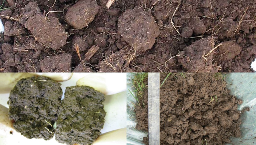 Examples of soil with a VESS score of 2